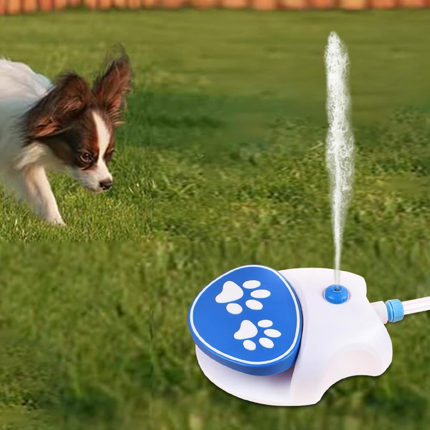 Tap That Paw - Keep your dog cool, happy, and hydrated this summer