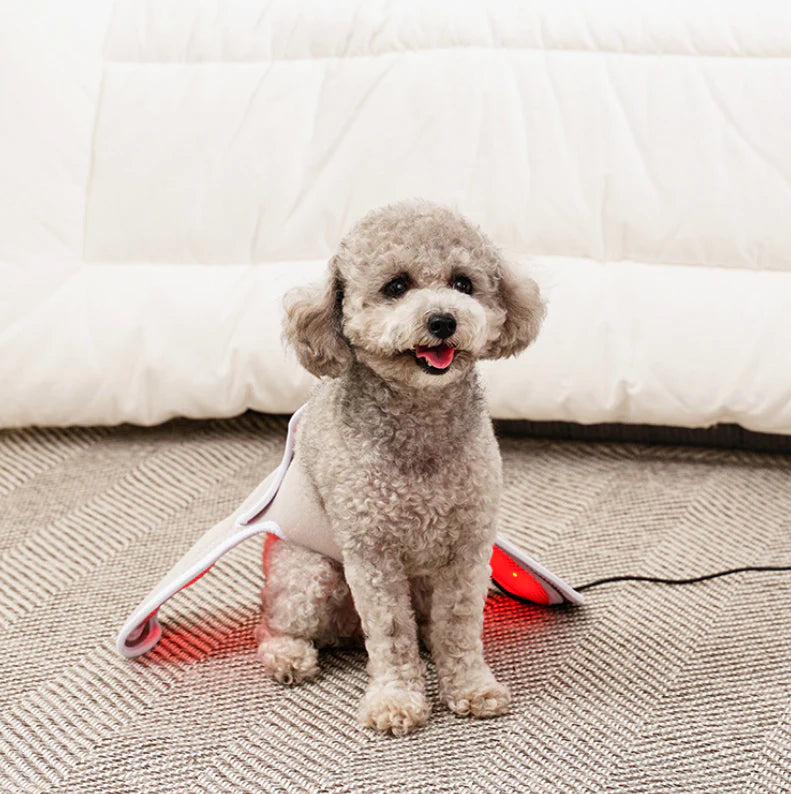 Dog Knee Red Light Therapy for Luxating Patella & Arthritis – Help Your Dog Run Again