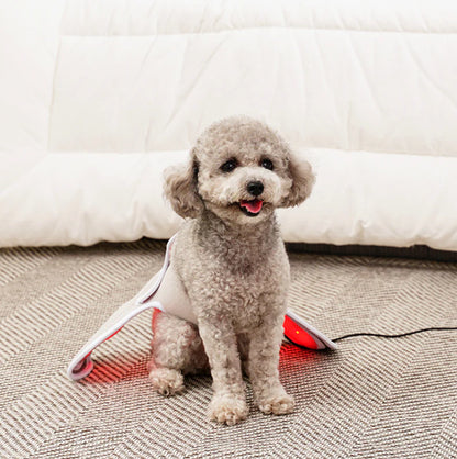 Dog Knee Red Light Therapy for Luxating Patella & Arthritis – Help Your Dog Run Again